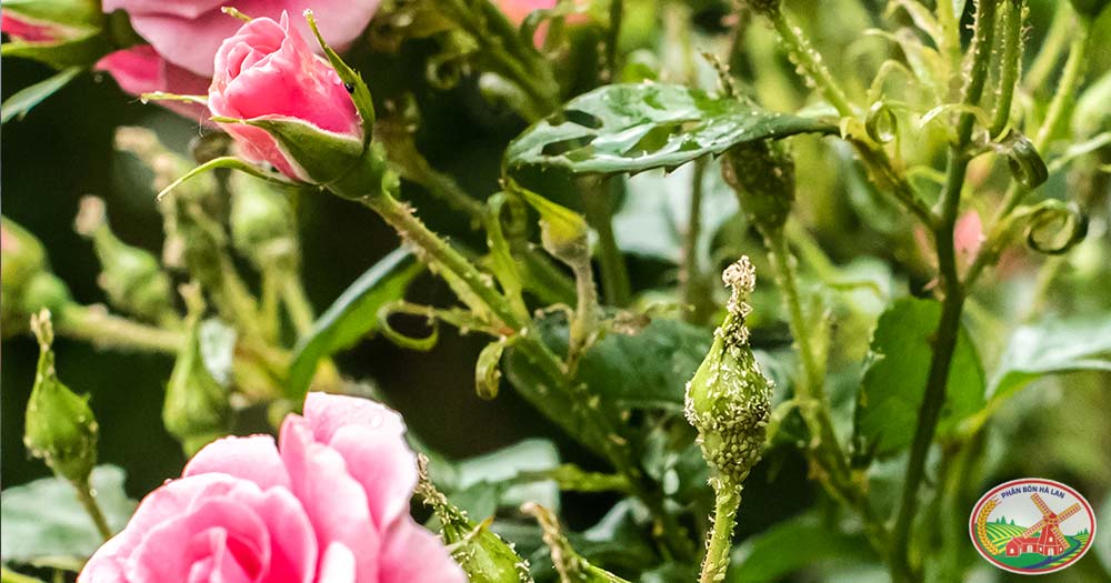 Phòng trừ sâu bệnh hại để hoa hồng phát triển khỏe mạnh