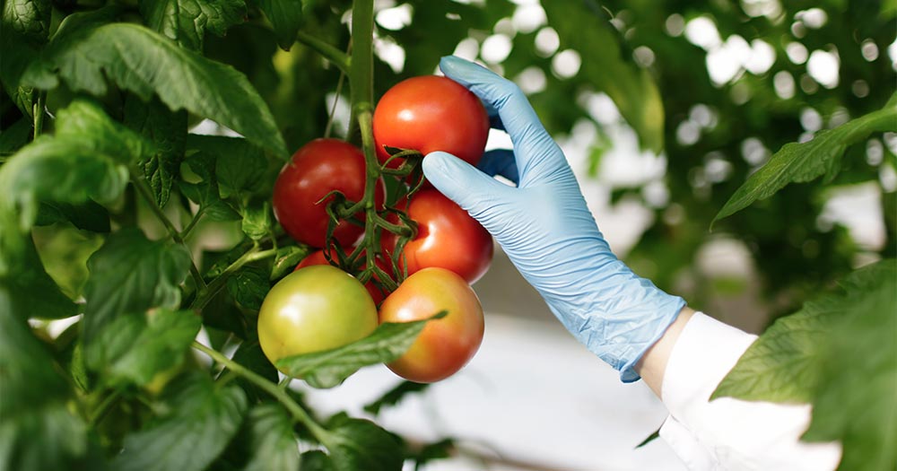 Cách chăm sóc cây cà chua