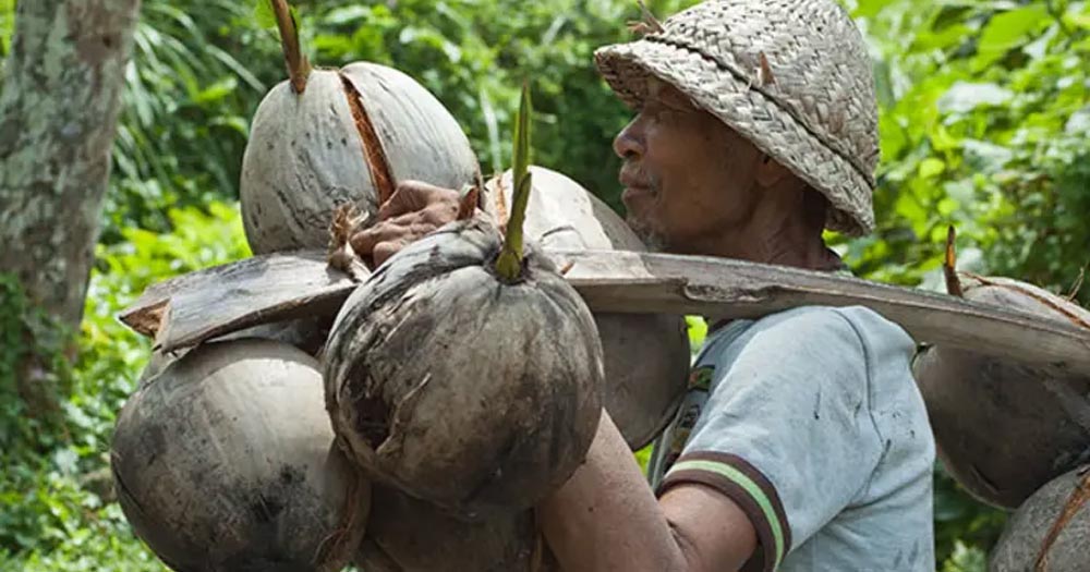 Quy trình và kỹ thuật trồng cây dừa