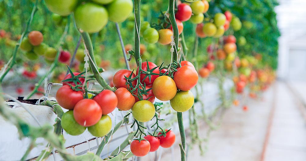 Hiệu quả kinh tế từ mô hình cà chua Nova