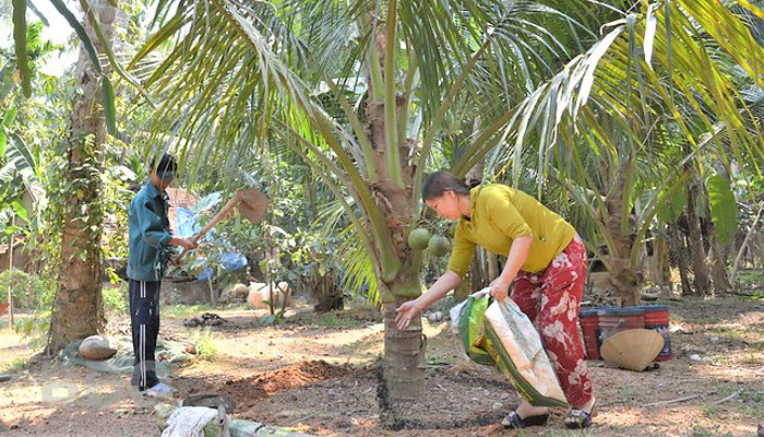 Tiêu chuẩn bón phân khi trồng dừa sáp