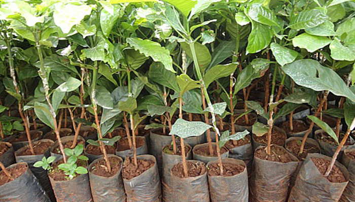 kỹ thuật trồng cacao